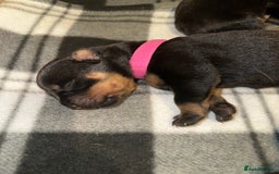 Rottweiler dogs for sale: Full thoroughbred Rottweilers available - Image 7