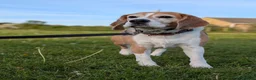 Beagle dogs for sale: Beagle Male age 5 - Advert 5