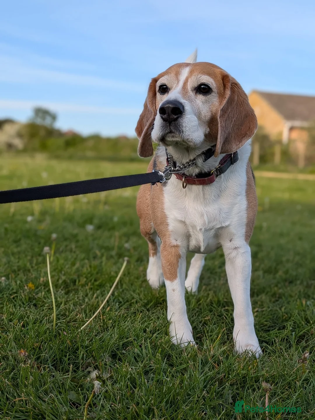 Beagle dogs for sale: Beagle Male age 5 - Advert 5