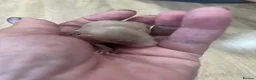 Rat rodents for sale: Baby Dumbo Rats - Advert 9
