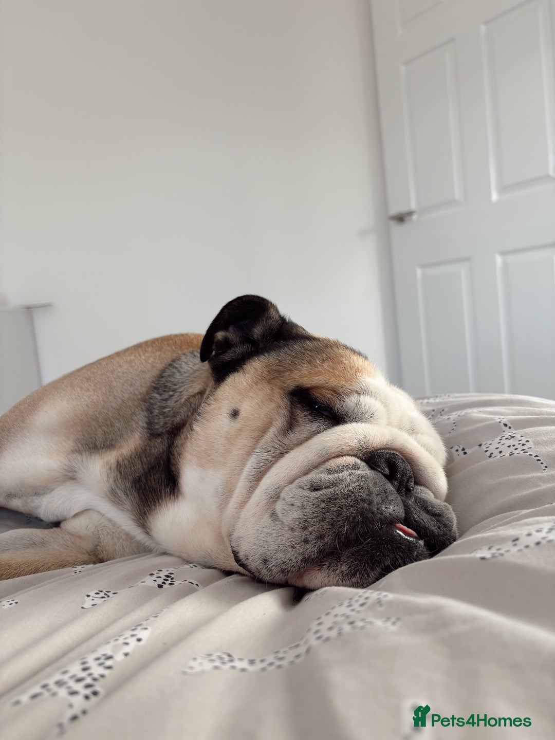 English Bulldog dogs for stud: Proven KC English Bulldog for Stud - Advert 3