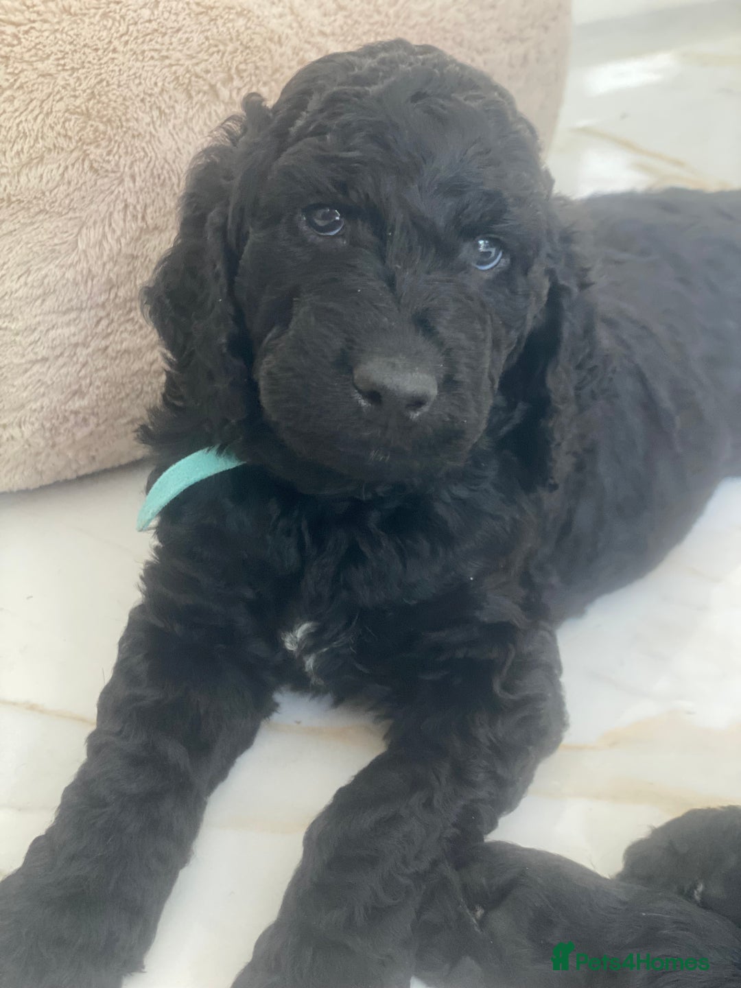 Irish Doodle dogs for sale: Irish doodle/ labradoodle - Image 5