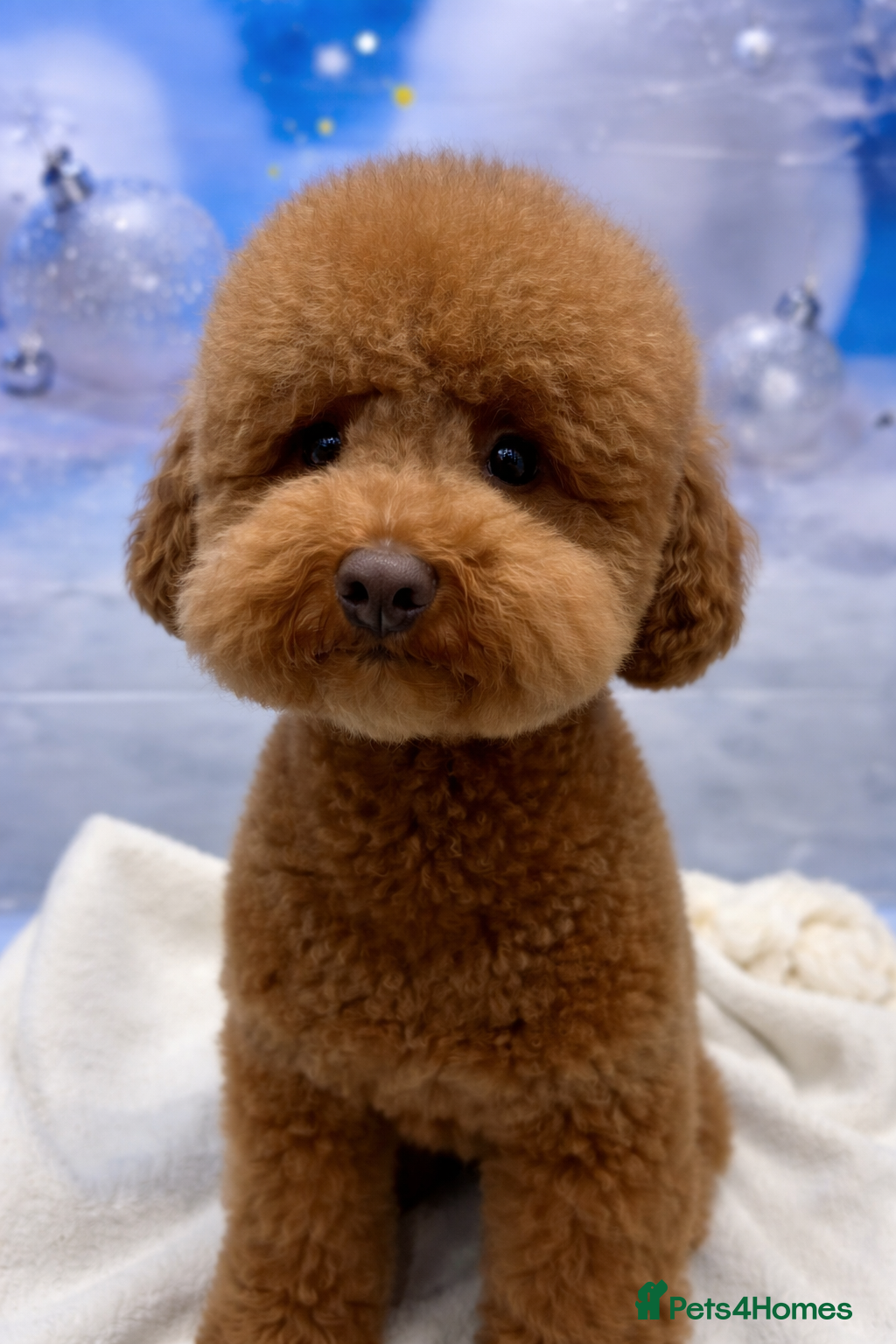 Cockapoo dogs F1B Mini Cockapoo Puppies 2Girls & 4Boys Available - Advert 2