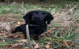 Cocker Spaniel dogs for sale: Brockwell Gundogs - Image 6