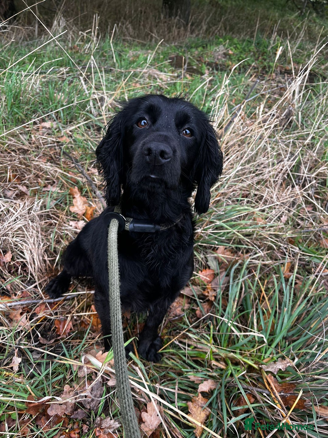 Cocker Spaniel dogs for sale: Brockwell Gundogs - Image 6