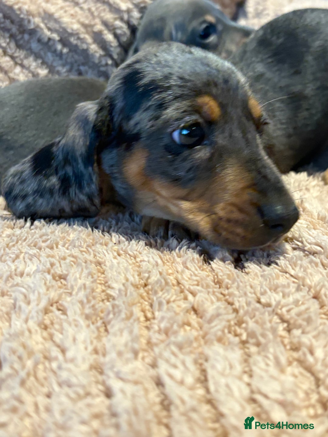 Dachshund dogs for sale: ⭐️KC reg miniature ⭐️Ready now litter Dachshunds  - Advert 13