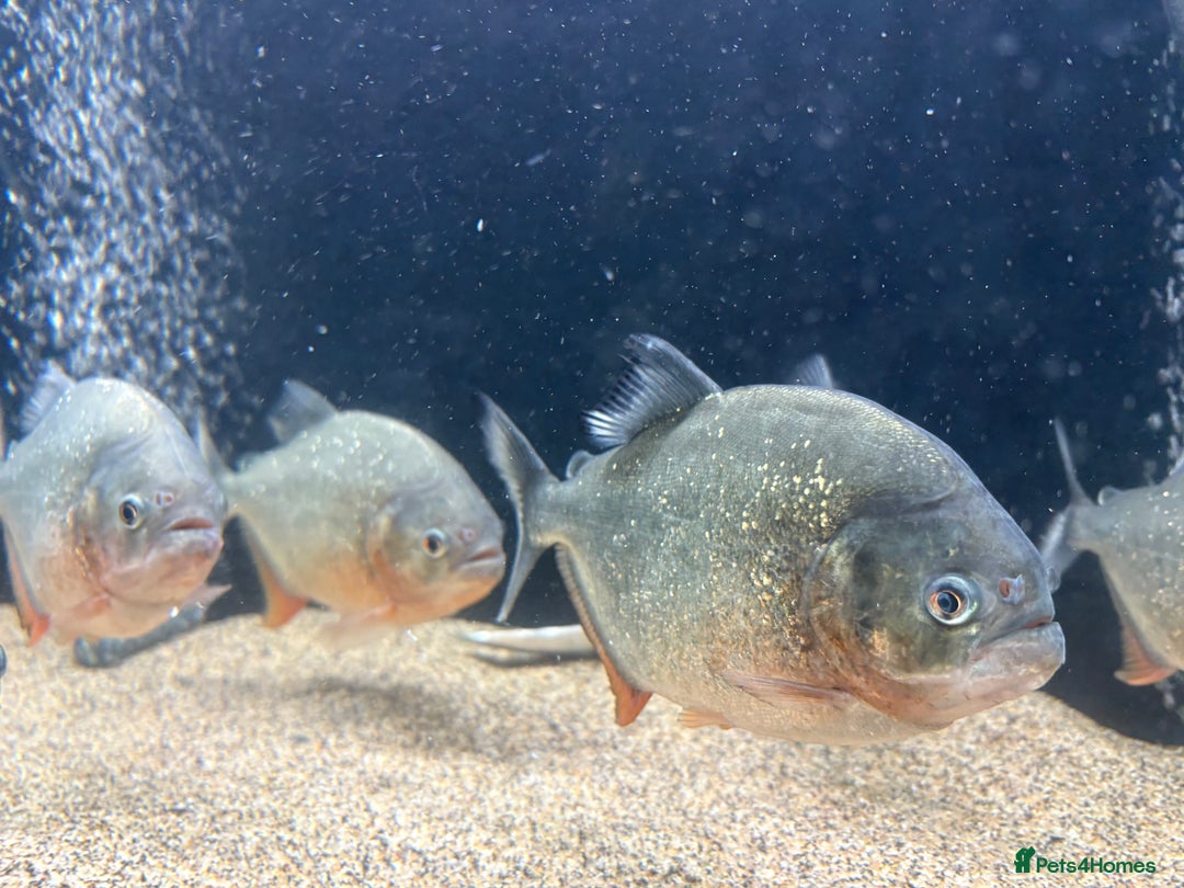Piranhas fish for sale: Red Belly Piranhas - Image 5
