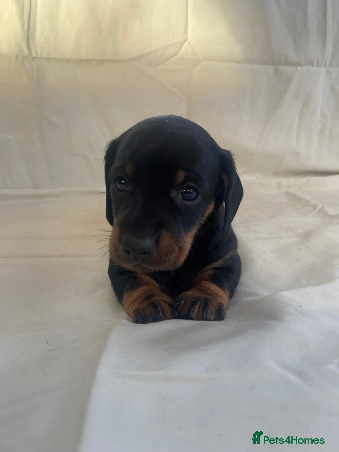 Dachshund dogs for sale: For Sale  - Advert 9