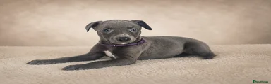 Puppy 5 Purple collar