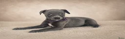 Whippet dogs for sale: KC registered Laguna lines Whippet Puppies  - Advert 24