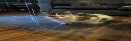 Mixed Breed cats for sale: Little boy looking for a new home - Advert 2