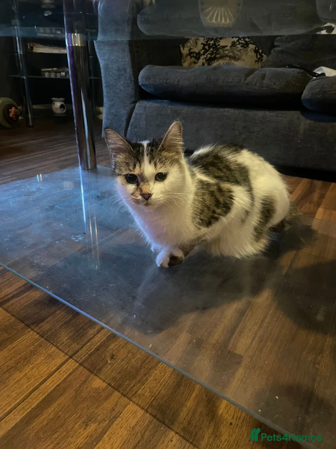 Mixed Breed cats for sale: Little boy looking for a new home - Advert 2