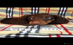 Miniature Dachshund dogs for sale: 2 gorgeous fluffy boys  - Image 14