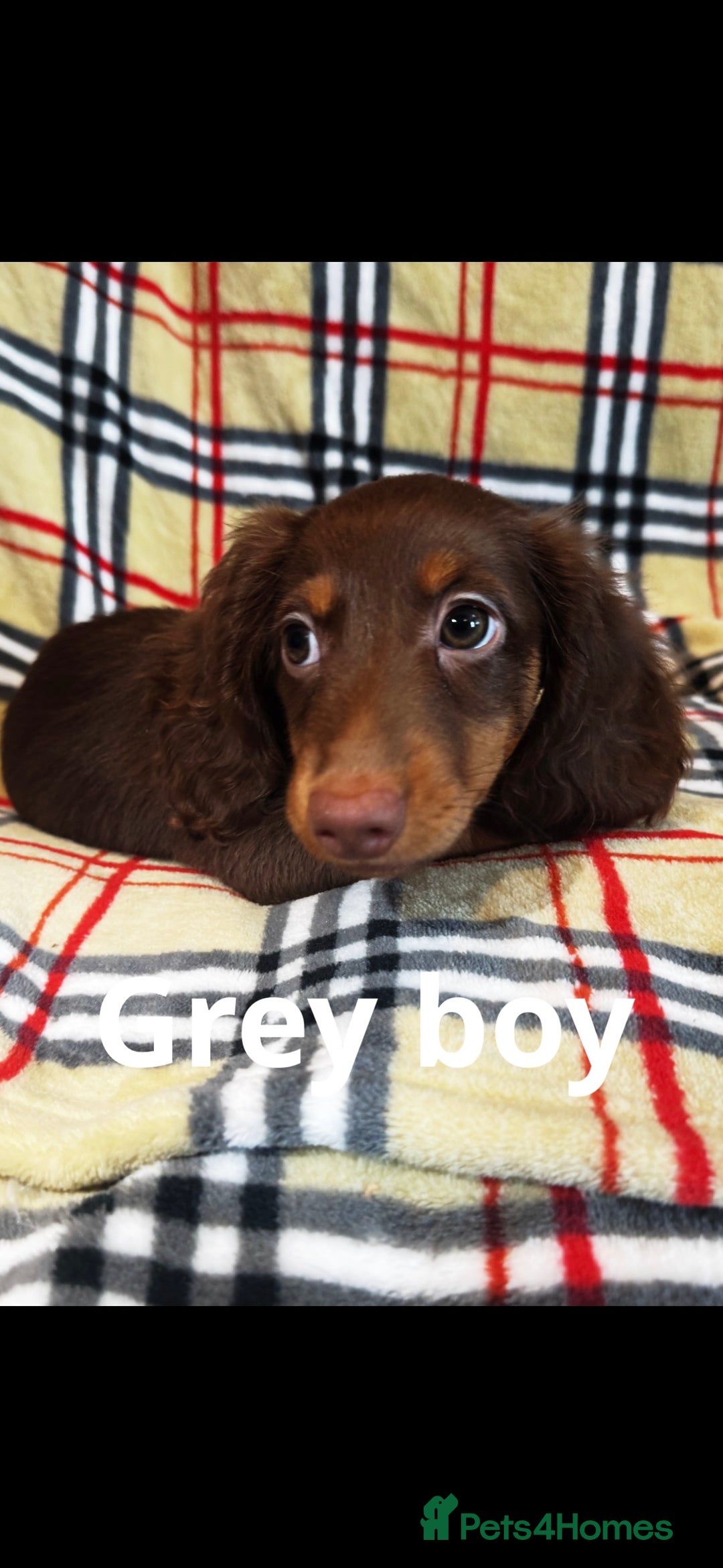 Miniature Dachshund dogs for sale: 2 gorgeous fluffy boys  - Image 14