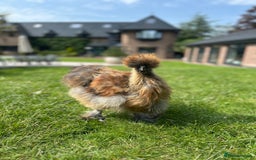 Chickens poultry for sale: Silkie Rooster  - Image 1