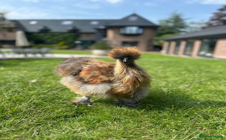 Chickens poultry - Advert 1