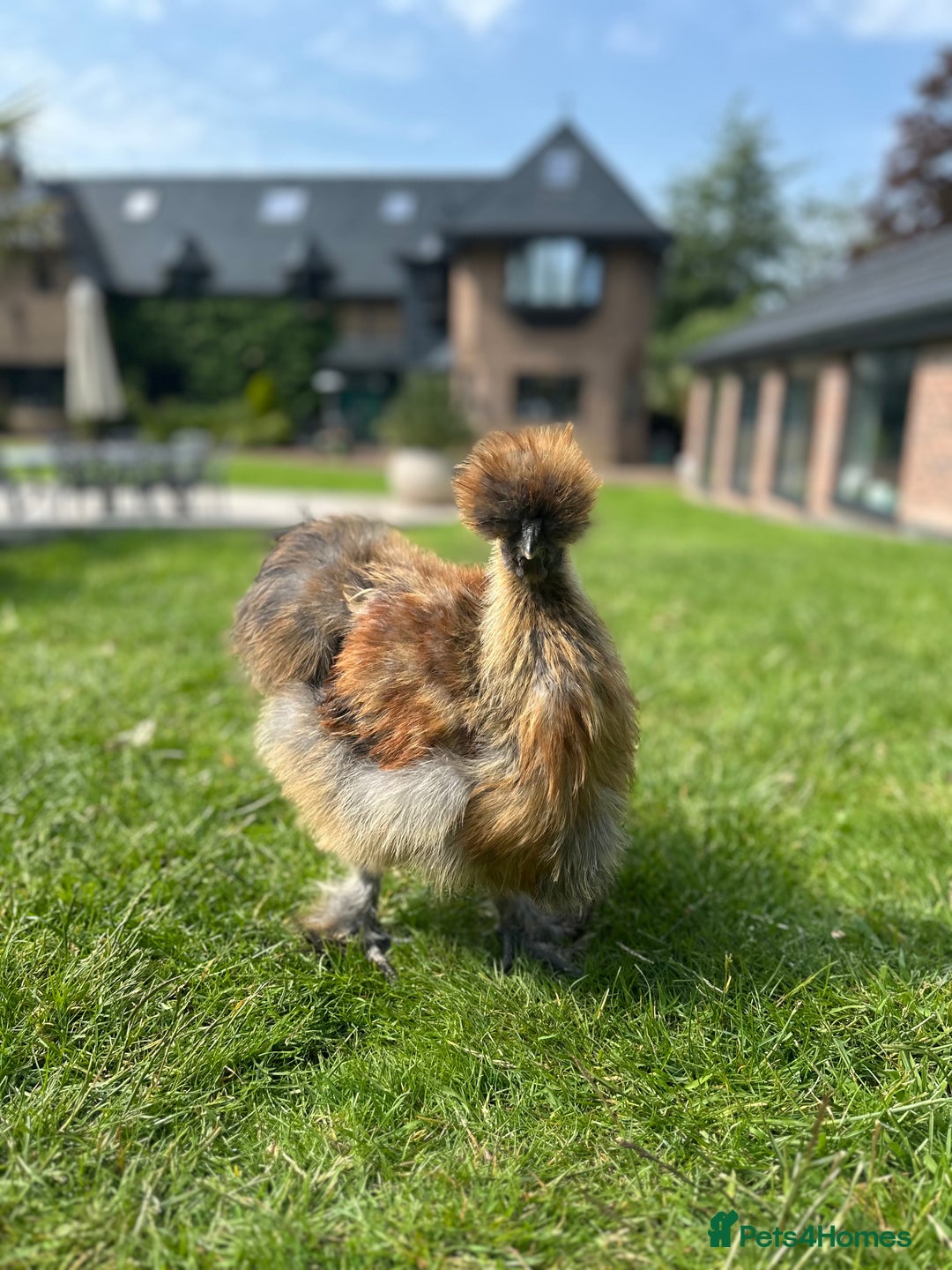Chickens poultry for sale: Silkie Rooster  - Image 1