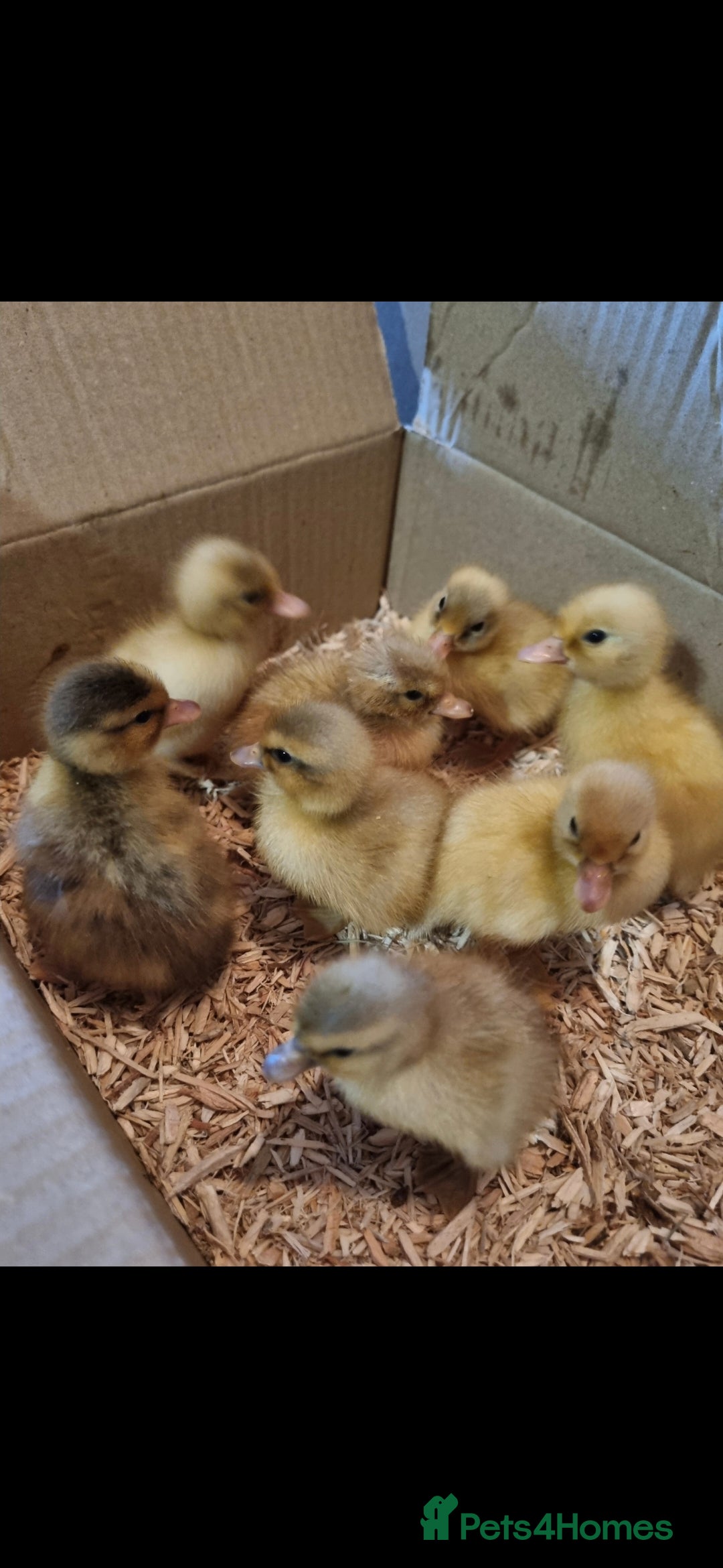 Ducks poultry Call ducklings hatching  - Advert 3