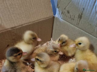 Ducks poultry Call ducklings hatching - Advert 1