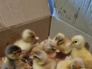 Ducks poultry Call ducklings hatching - Advert 19