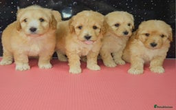 Maltipoo dogs for sale: Quality Champion Apricot Teddy toy Maltipoo's 🧸 - Image 2