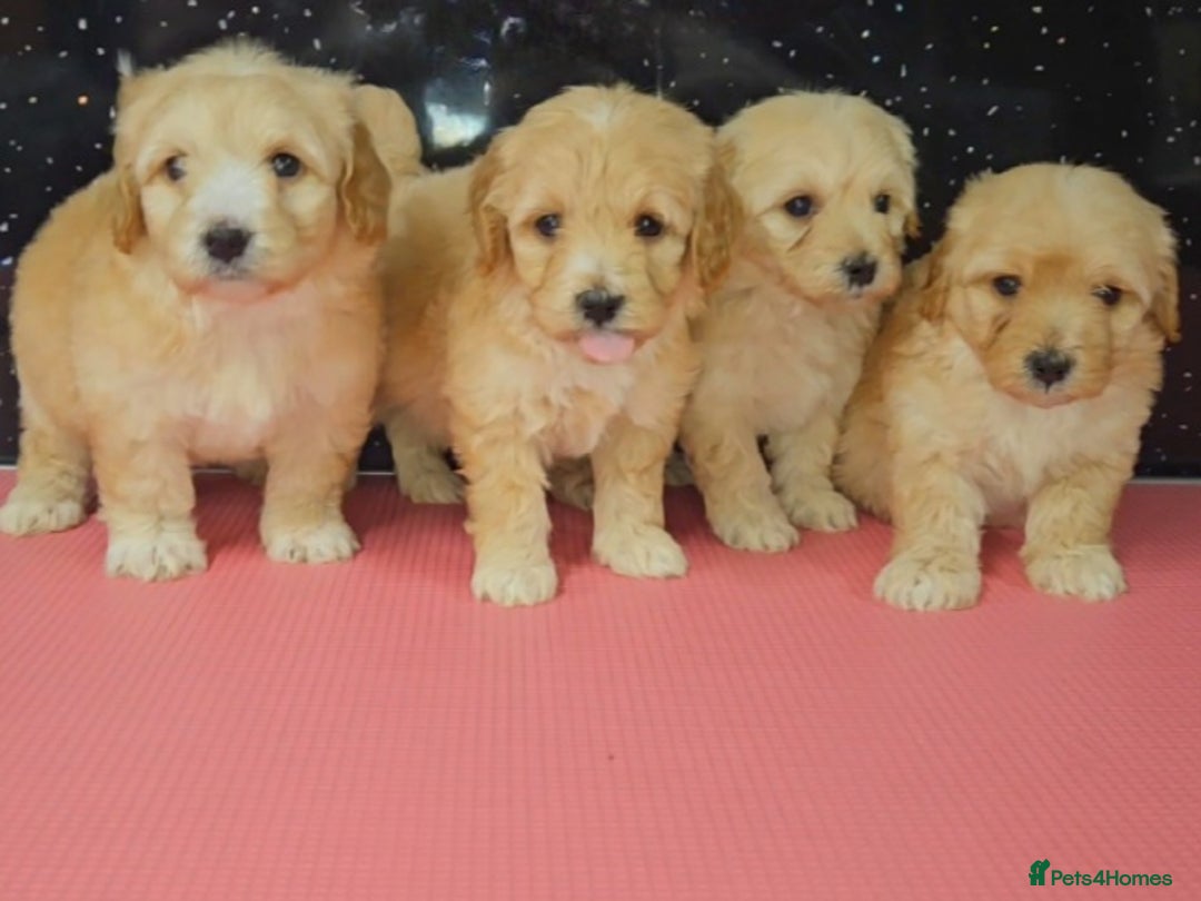 Maltipoo dogs for sale: Quality Champion Apricot Teddy toy Maltipoo's 🧸 - Image 2