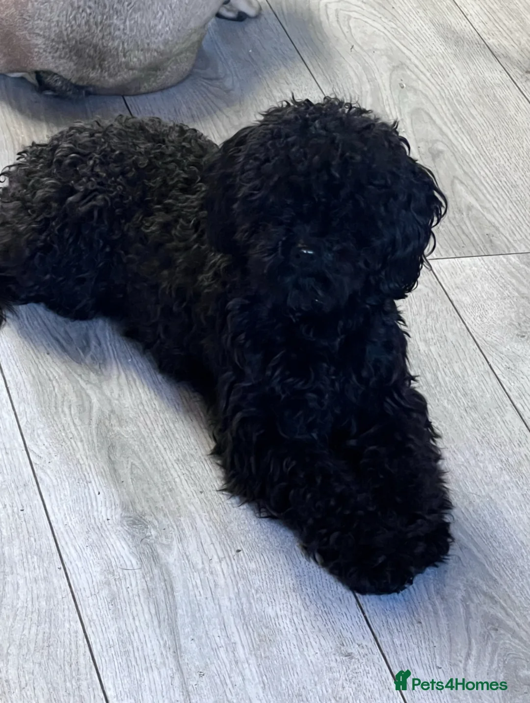 Yorkiepoo dogs for sale: Gorgeous litter of yorkipoos - Advert 2