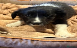 Border Collie dogs for sale: Border Collie Puppies - Image 5