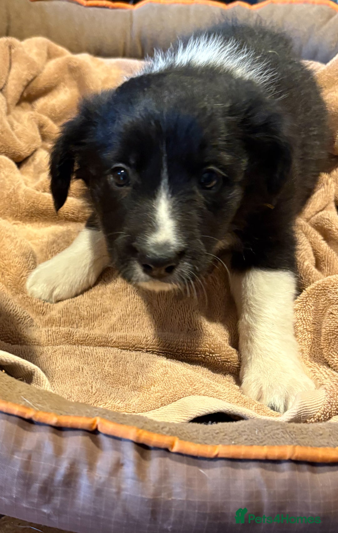 Border Collie dogs for sale: Border Collie Puppies - Image 5