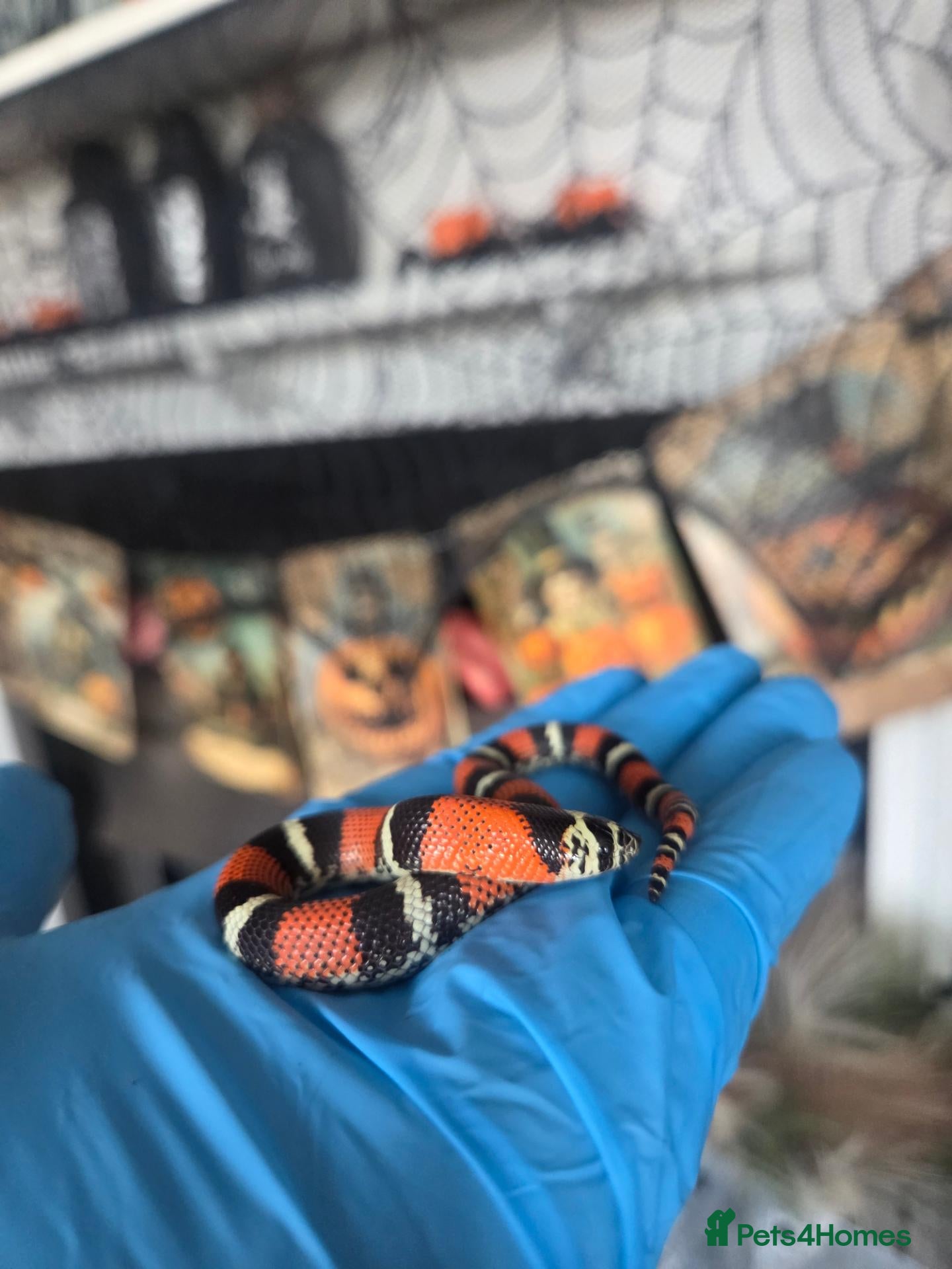 Mixed Breed reptiles for sale: Tri Colour Hognose Snakes  - Advert 3