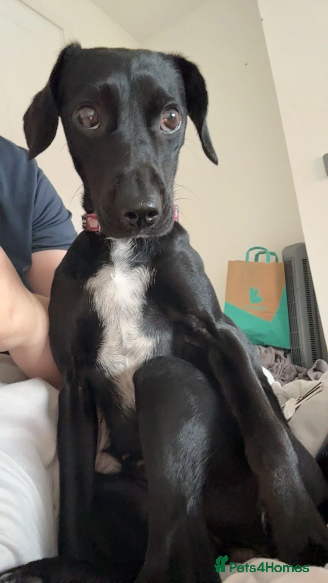 Springador dogs for sale: Bella the springador in Chester - Advert 2