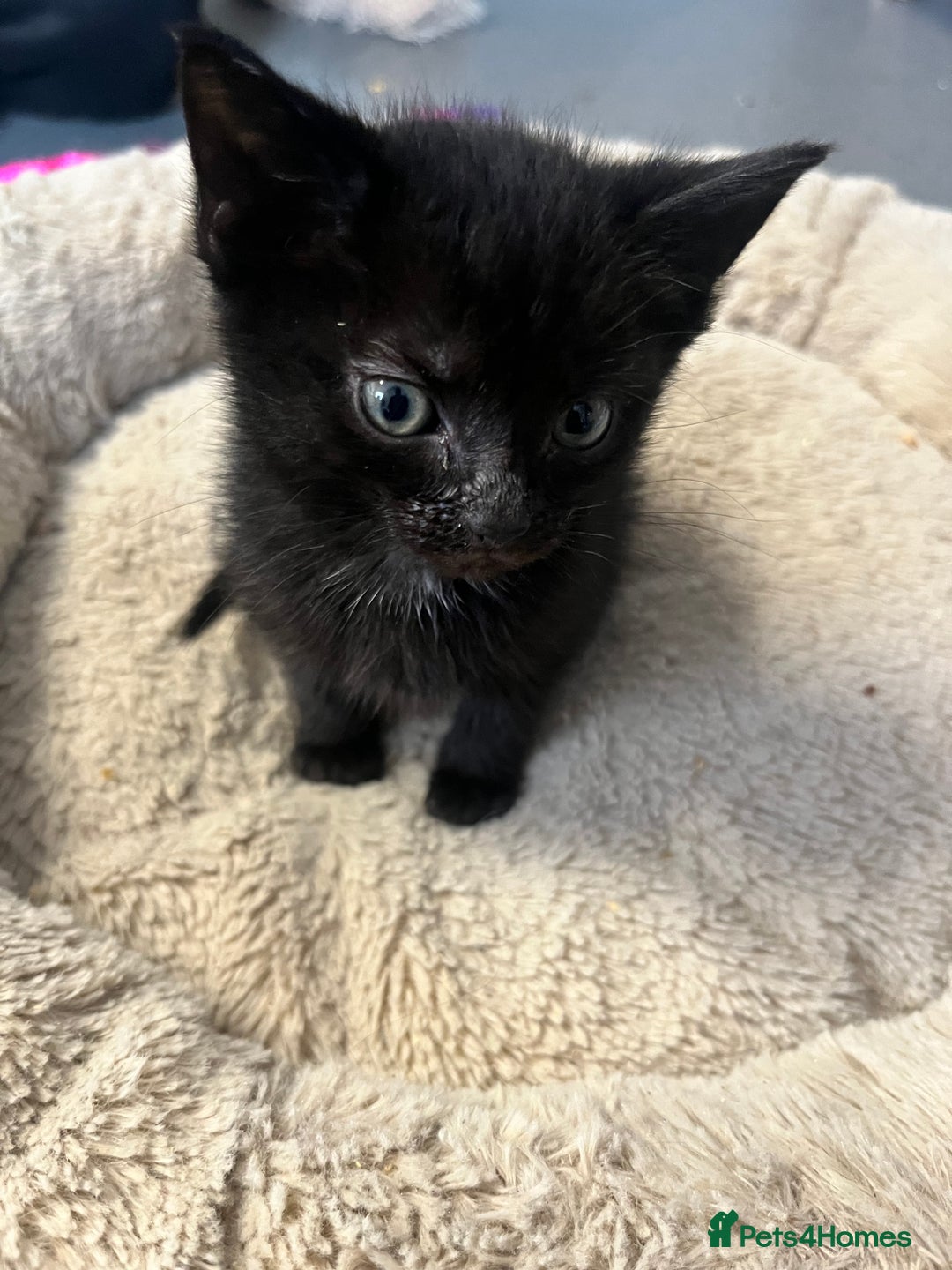 Mixed Breed cats for sale: 6 Week old Gorgeous kitten  - Advert 9