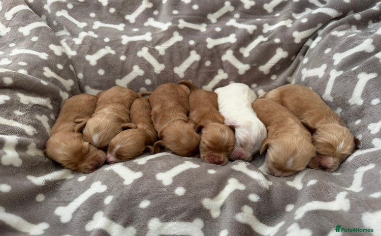 Cocker Spaniel dogs - Advert 3