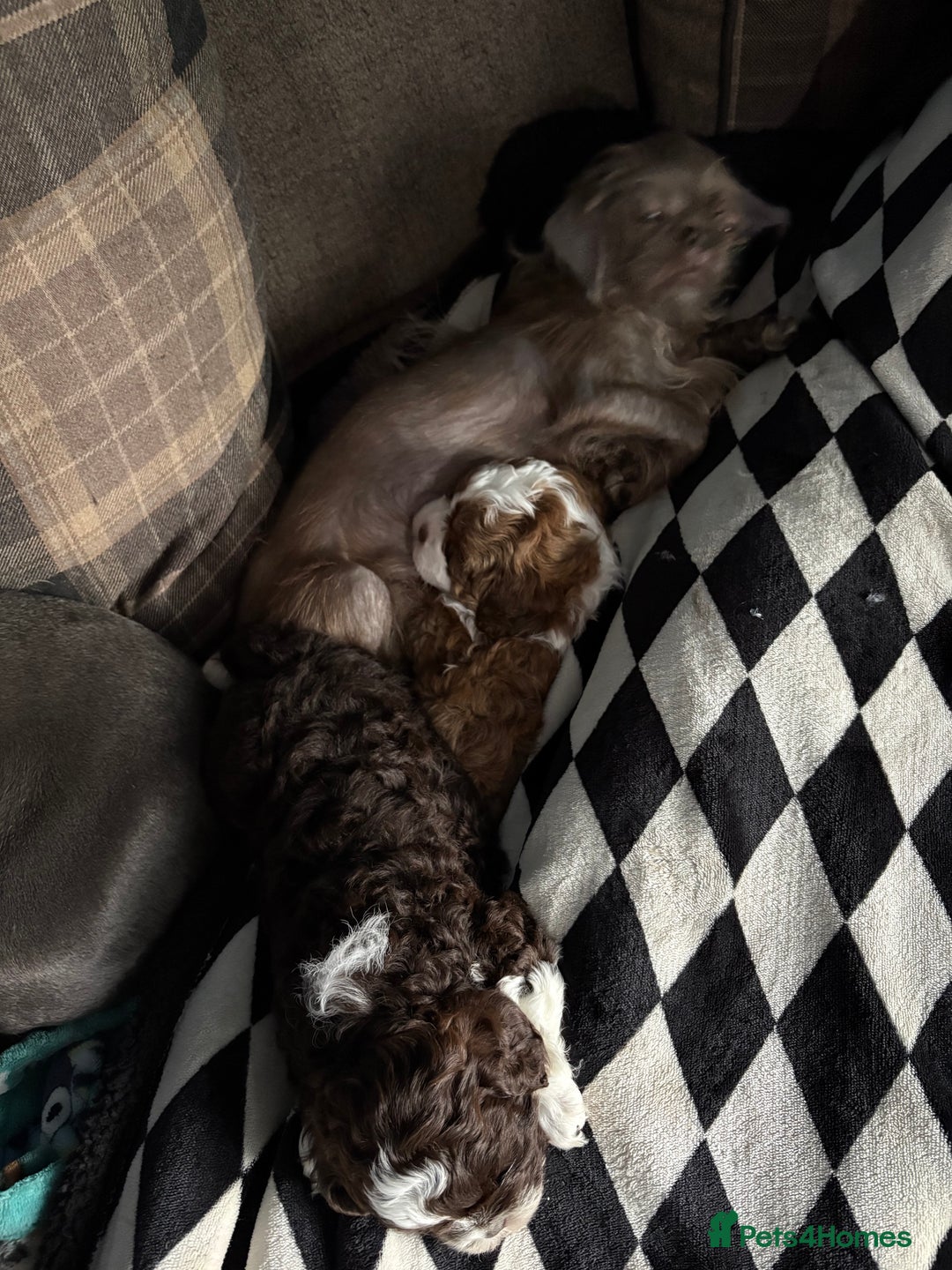 Shihpoo dogs for sale: Adorable Shih Tzu x Toy Poodle (Shih-Poo) Puppies - Image 6