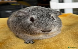 Guinea Pig rodents for sale: 2 x Male Guinea Pigs  - Advert 2