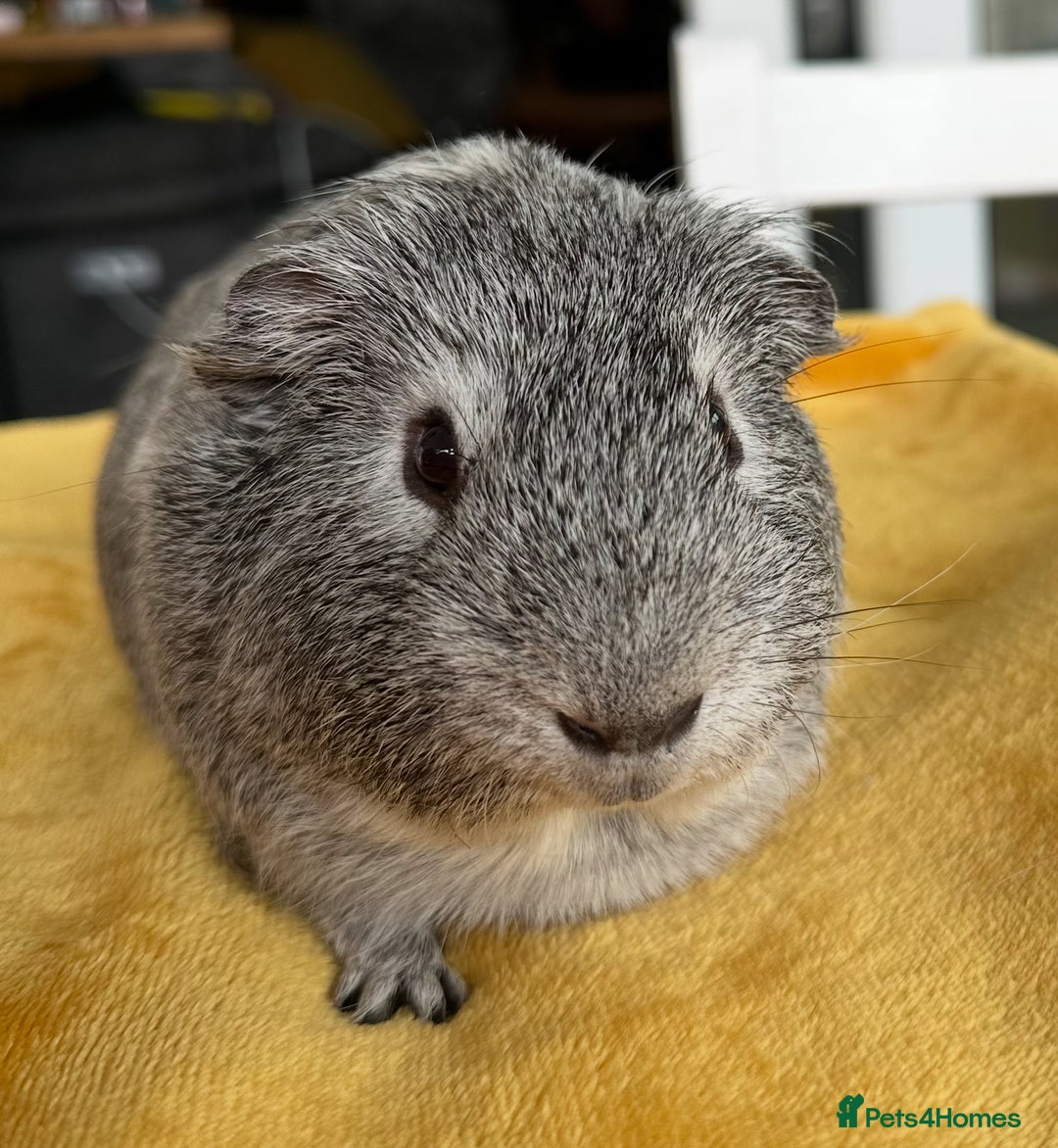 Guinea Pig rodents for sale: 2 x Male Guinea Pigs  - Advert 2