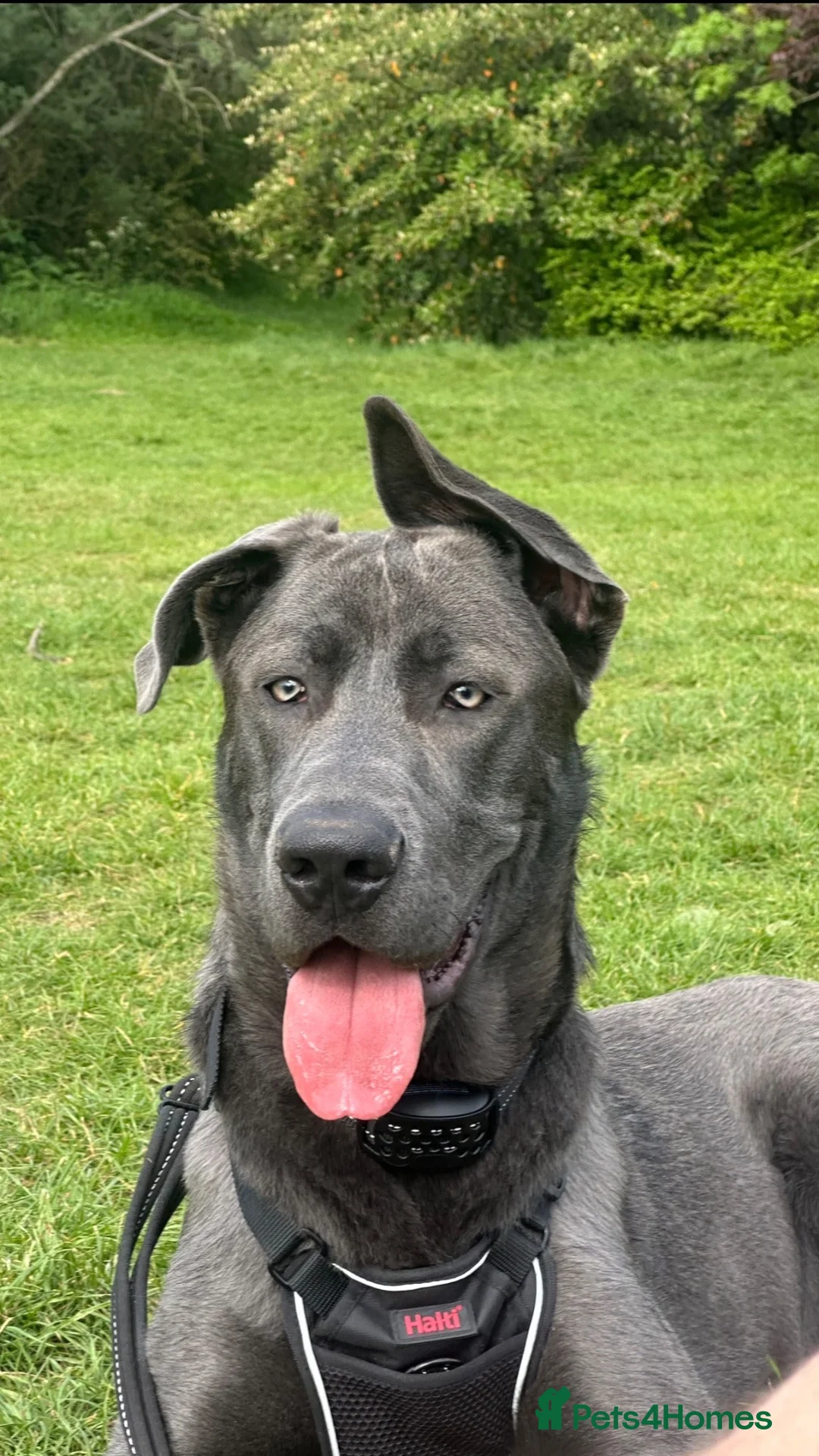 Mixed Breed dogs for sale: GORGEOUS GERMAN SHEPHERD x GREAT DANE MIX - Advert 2