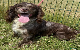 Cocker Spaniel dogs for stud: Cocker spaniel at stud in Sandwich - Image 1