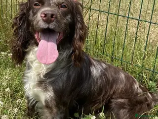 Cocker Spaniel dogs Cocker spaniel at stud in Sandwich - Advert 23