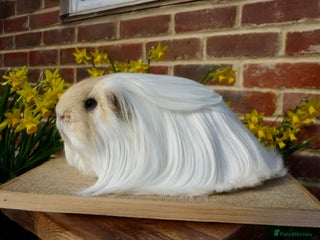 Guinea Pig rodents Sheltie Boar & Texel Sows - Advert 16