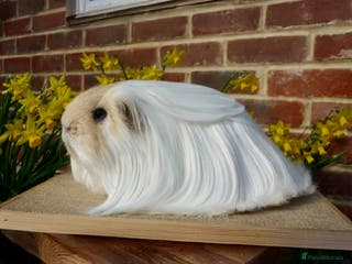 Guinea Pig rodents Sheltie Boar & Texel Sows - Advert 14