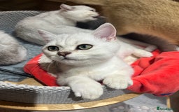 Scottish Fold cats for sale: Scottish Kittens – Fold & Straight – Ready Now - Image 14