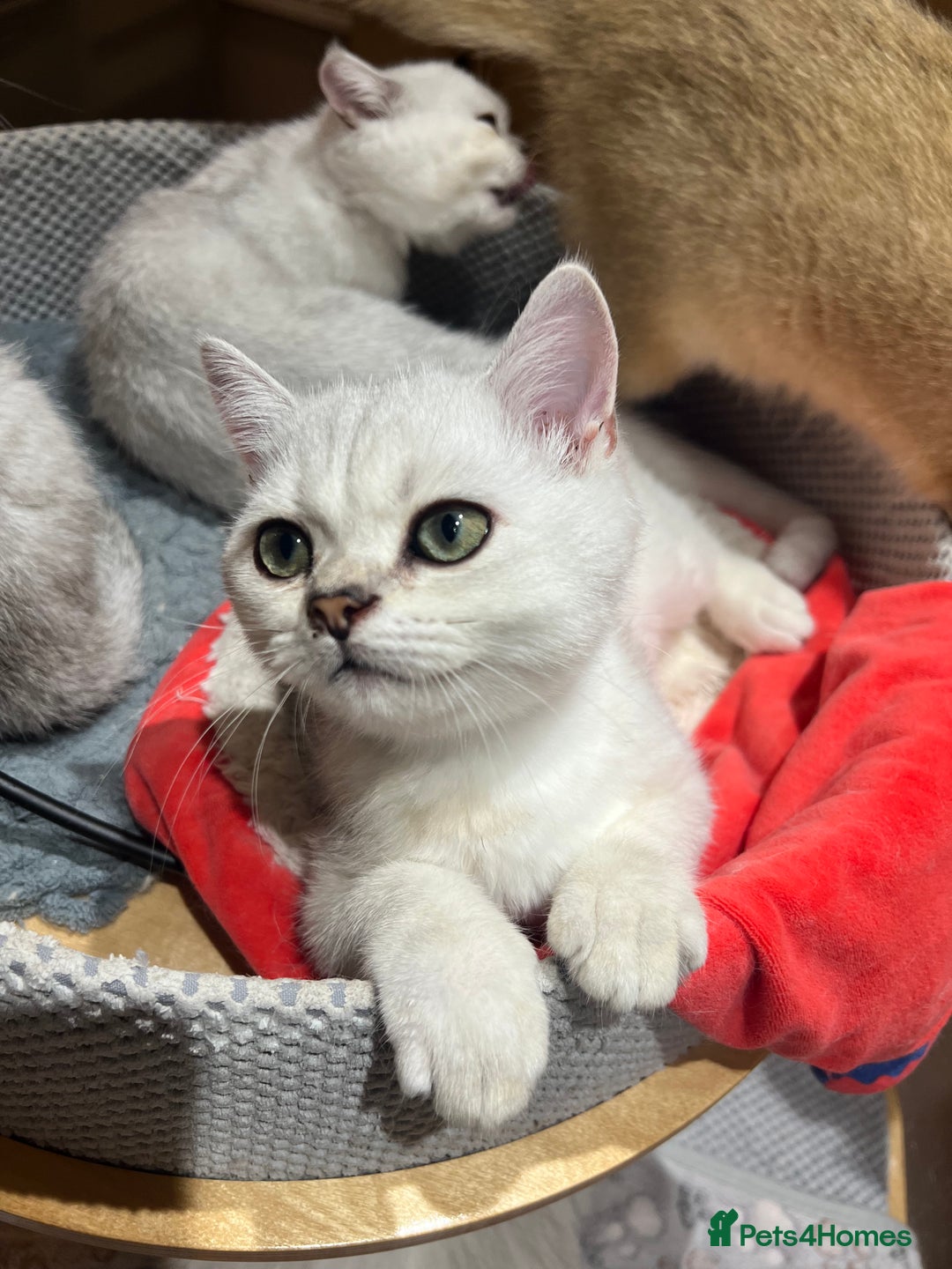 Scottish Fold cats for sale: Scottish Kittens – Fold & Straight – Ready Now - Image 14