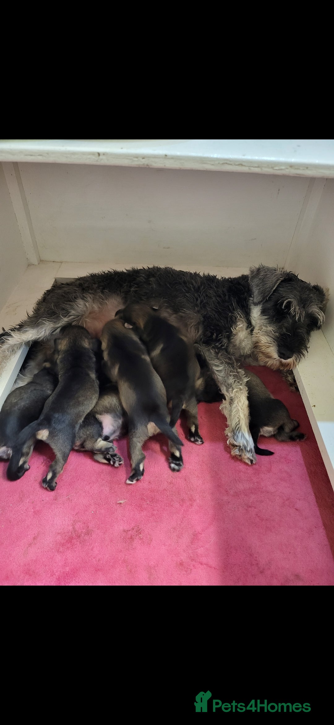 Miniature Schnauzer dogs for sale: miniature schnauzer  - Advert 7