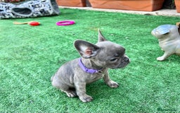 French Bulldog dogs for sale: Adorable Puppies Looking for a New Home! - Image 10
