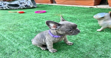 French Bulldog dogs - Advert 2