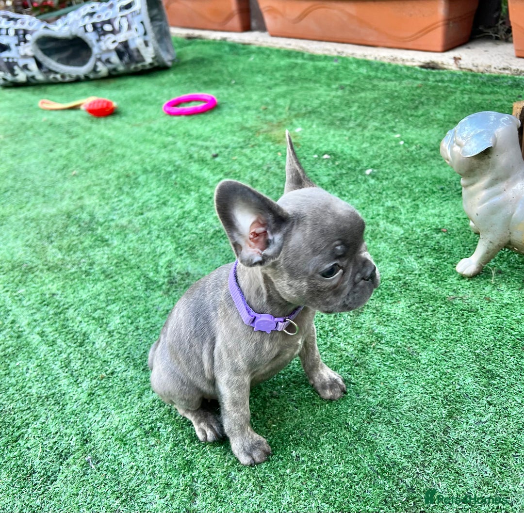 French Bulldog dogs for sale: Adorable Puppies Looking for a New Home! - Image 10