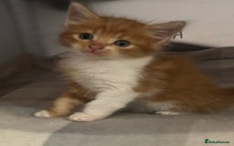 Domestic Shorthair cats for sale: Beautiful friendly Kittens  - Image 22