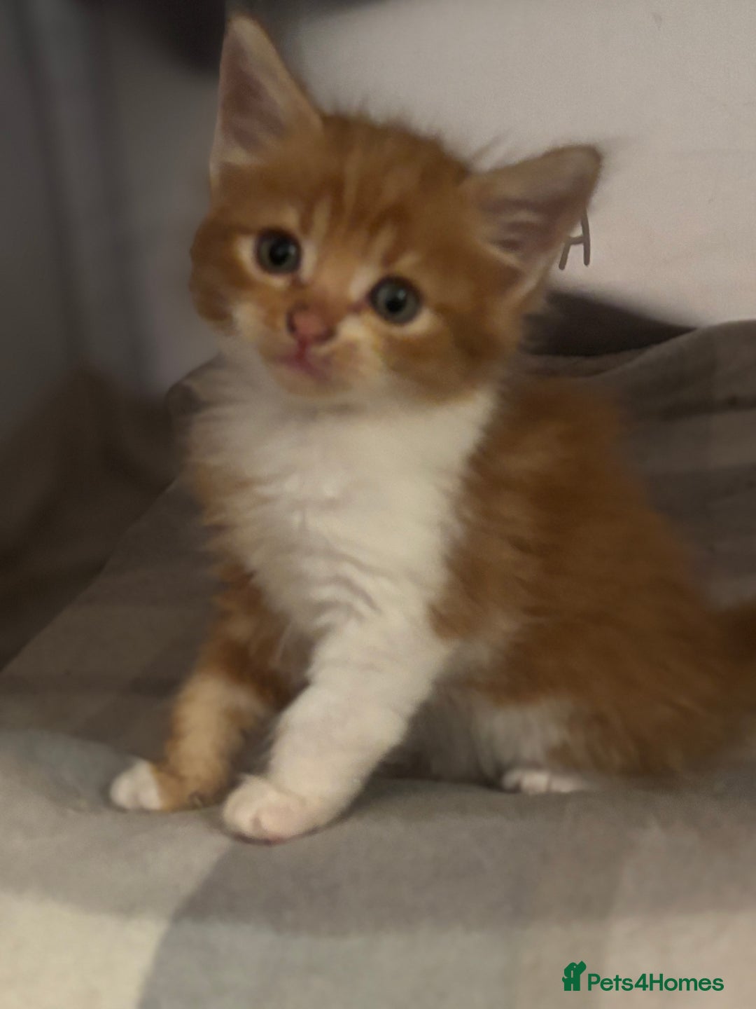Domestic Shorthair cats for sale: Beautiful friendly Kittens  - Image 22