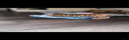 Bengal cats for sale: Pure bengal  - Advert 11